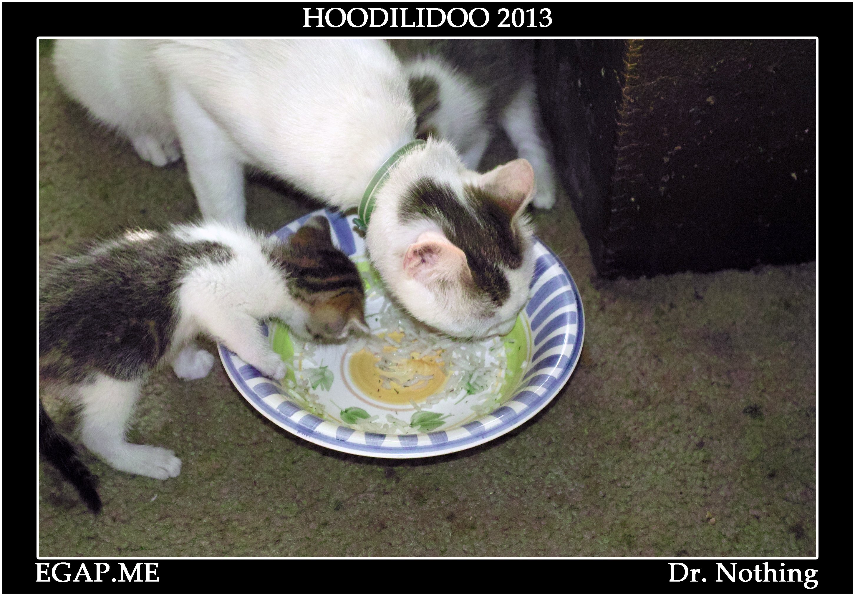 catSDIM8591 copy.jpg