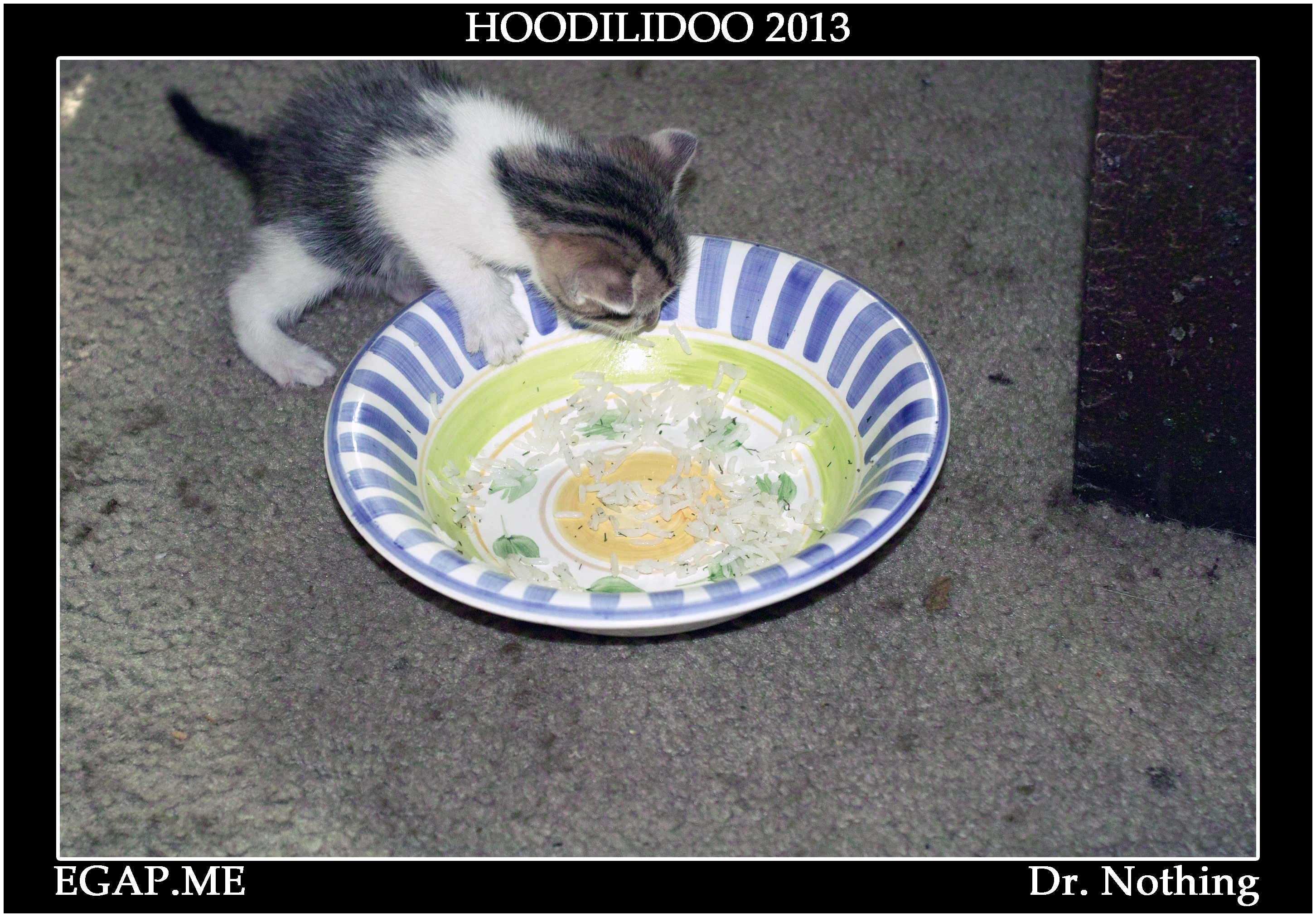 catSDIM8594 copy.jpg